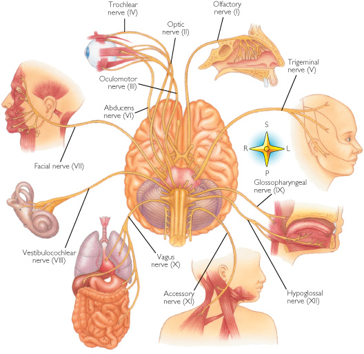 Olfactory Nerve Function