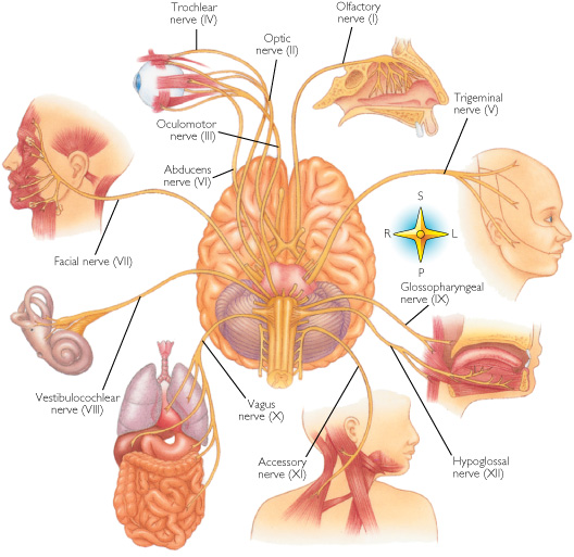 cranial_nerves (119K)