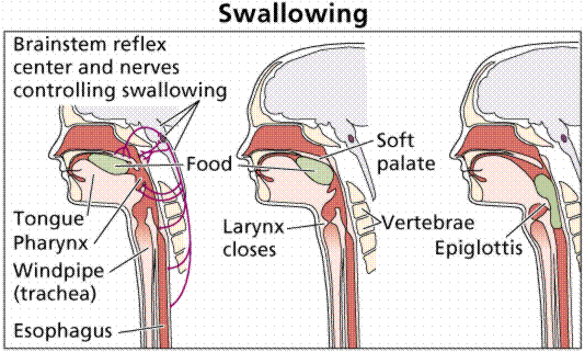 Therapy diagrams of the stages of swallow 